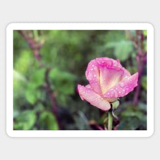 Pink Rose in Spring Rain Sticker